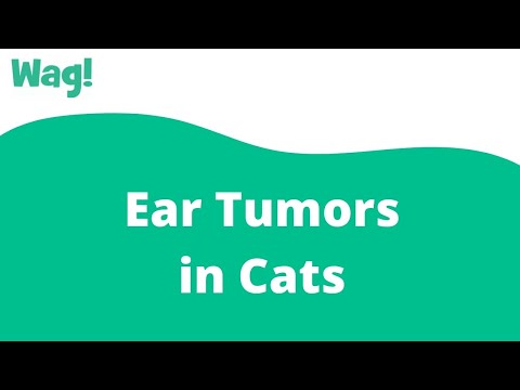 Ear Tumors in Cats | Wag!