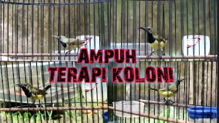 Download lagu TERAPI SOGON DIJAMIN RESPON DENGAR SUARA SOGON INI #terapisogon #pancingansogoncepatgacor mp3