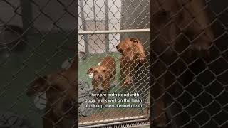 Video preview image #1 American Staffordshire Terrier-Boxer Mix Puppy For Sale in Huntley, IL, USA
