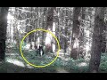 Black Bear Carrying A Big Stick Caught On Trail Cam Nature Video