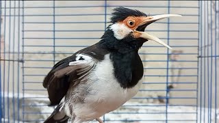 Download lagu Pancingan Jalak Suren Gacor Mompa VARIASI Cocok Buat HARIAN Masteran Burung Jalak Jantan dan Betina mp3