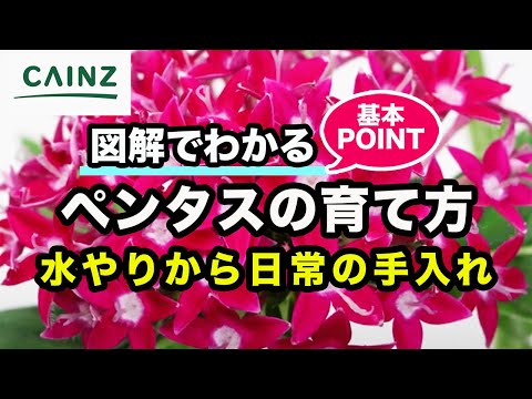 Pentapalpus unguempodiusについて詳しく解説