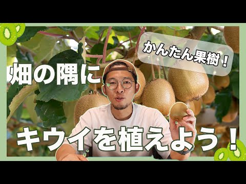 庭に最適なキウイの品種 植物