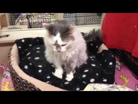 Gwendolyn, an adopted Domestic Long Hair Mix in Maple Ridge, BC_image-1