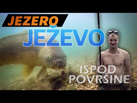 Jezero JEŽEVO ispod površine | Šaranski ribolov