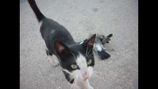 preview picture of video 'Cat Peter has killed and playing with a pigeon - Greece'