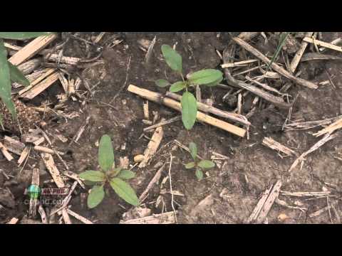 Weed Control In Corn #672 (Air Date 2/20/11)