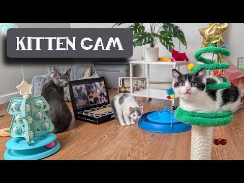 The Kitten Room: Night 73 - Jim & Pam