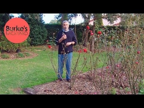 download lagu mp3 mp4 When To Prune Roses In Sydney Australia, download lagu When To Prune Roses In Sydney Australia gratis, unduh video klip When To Prune Roses In Sydney Australia