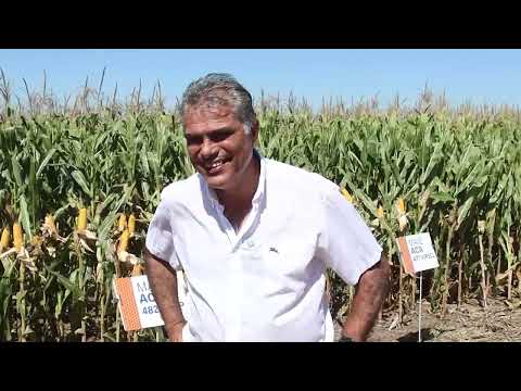 Maíz. "Estamos haciendo las cosas mal", sentenció Gabriel Espósito en Las Perdices, Córdoba