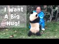 Panda Being Spoiled By Nanny Mei | iPanda