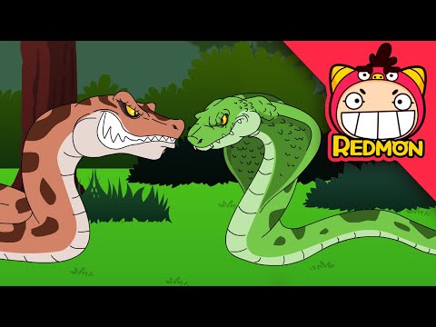Anaconda vs King Cobra | Animal Battle | 4K cartoon | REDMON
