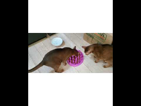 Crystal the Pet Nanny. LLC video.