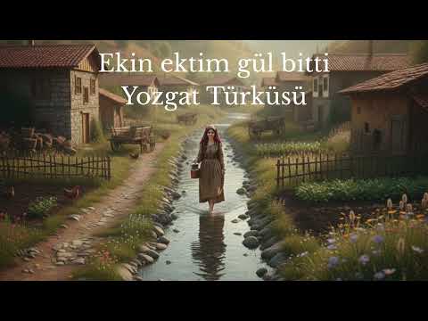 Ekin Ektim, Gül Bitti – Yozgat Türküsü (Suno AI Düzenleme) | Anadolu Ezgileri