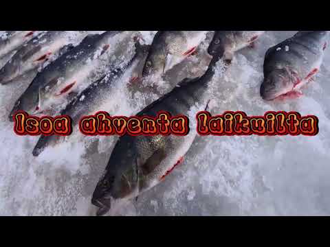 21. tammikuuta 2022 Ison ahvenen pilkintää laikuilta!