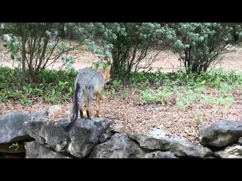 Twisted Tail Raises His Hackles At A Stray Cat