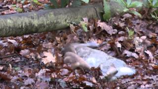 preview picture of video 'Stoat predates a rabbit at RSPB The Lodge, Sandy - Dec 2014 *Warning, quite graphic*'