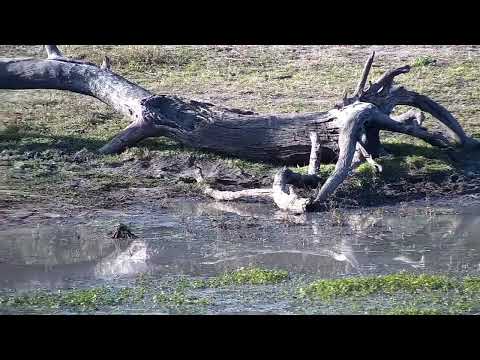 Djuma: Blacksmith Lapwing chicks feeding - 16:01 - 08/22/2022