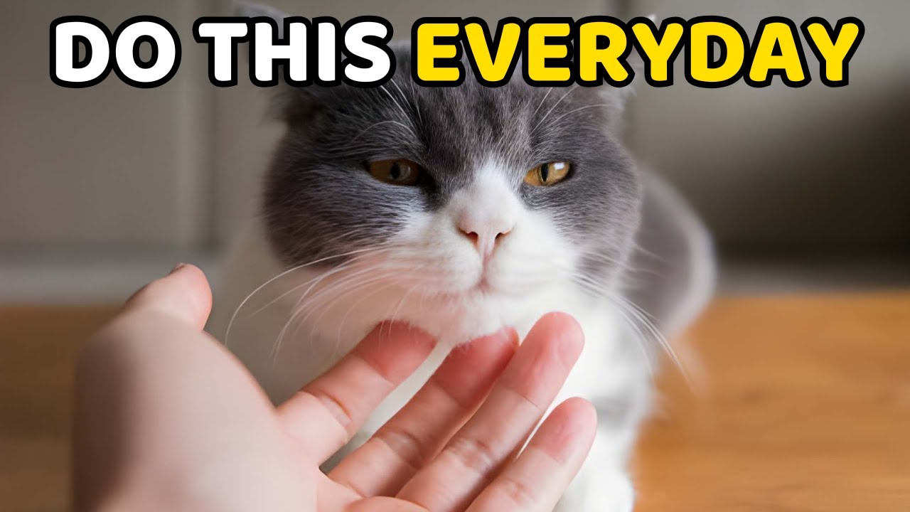 If You Do These 6 Things Daily, Your Cat Feels Safe With You