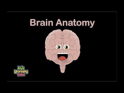 Human Body /Brain Song/Human Body Systems | KLT Anatomy