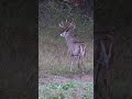 Big Buck Blows Up Close Hold Your Breath And Don T Move A Muscle