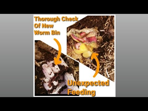 First Check-In Of New Worm Bin | One Month Later | Unexpected Feeding | Vermicomposting