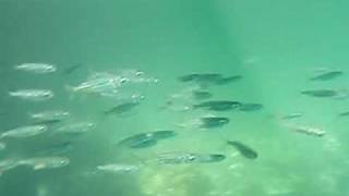 preview picture of video 'Barracuda lake fishes'