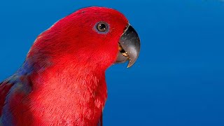 Canto de Papagaio, Som de periquitos, Maritaca cantando | Papagaio Eclectus