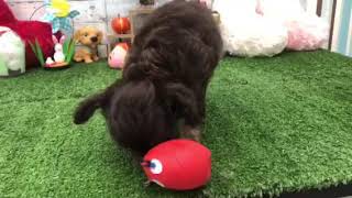 ハーフ犬の動画01