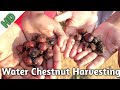 Water Chestnut Harvesting | Chinese Water Chestnut | The Kaseru Fruit | खेसारी का फल
