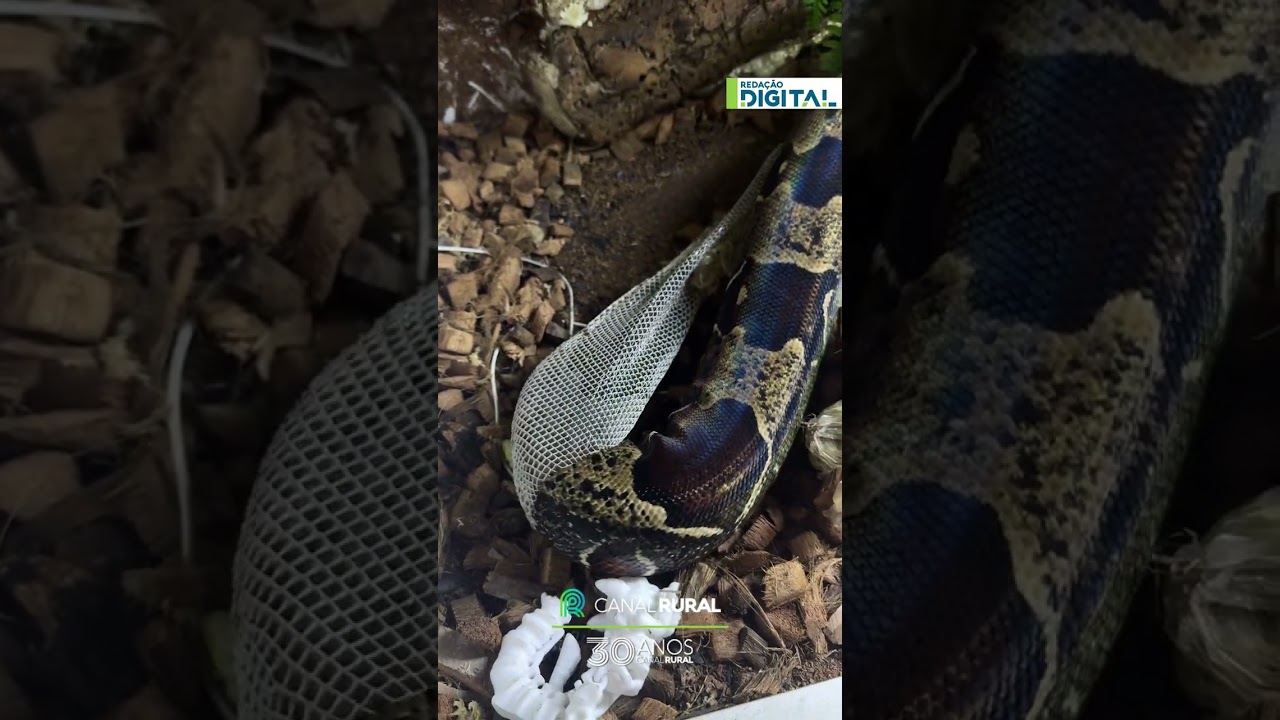 Serpente troca de pele e som chama a atenção