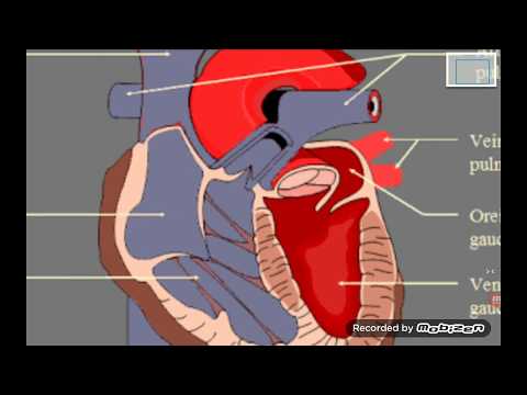 Instruments de mesure de la pression sanguine humaine Médicaments pour lhypertension et linsuffisance cardiaque congestive