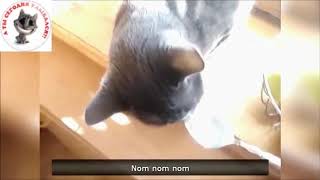 Приколы с животными #25