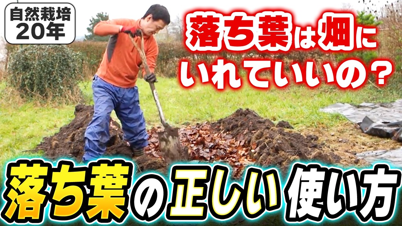 自然栽培における落ち葉の活用法と注意点|土作り・草マルチ・連作の疑問まで