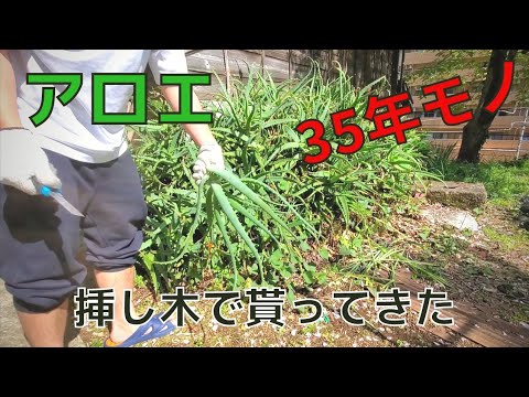 アロエベラを挿し木で増やす 植物
