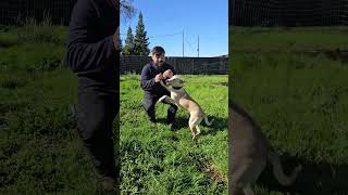 Video preview image #1 Labrador Retriever-Unknown Mix Puppy For Sale in Chico, CA, USA
