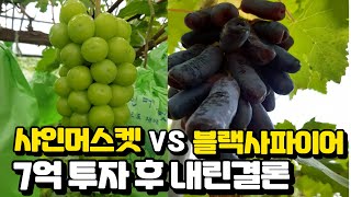 7억으로 400평 하우스 4동에 키워 본 진짜 후기  
