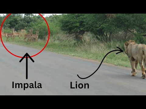 Lions VS Herd Of Impalas Standoff