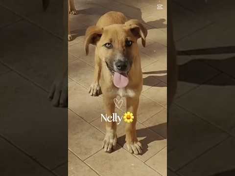 Regalo Nelly splendida dolce cucciola cerca casa 