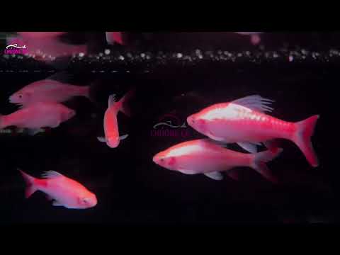 HỒNG MI BÓNG ĐÊM - TAMBRA ALBINO