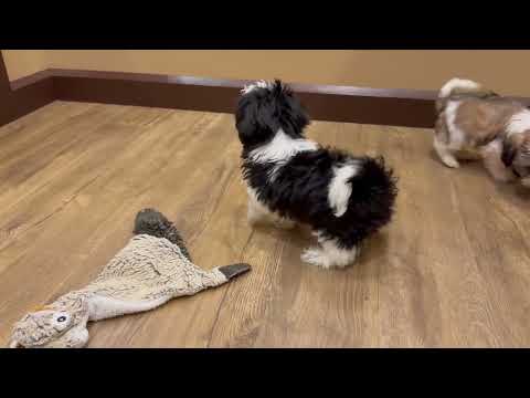 Pet Video