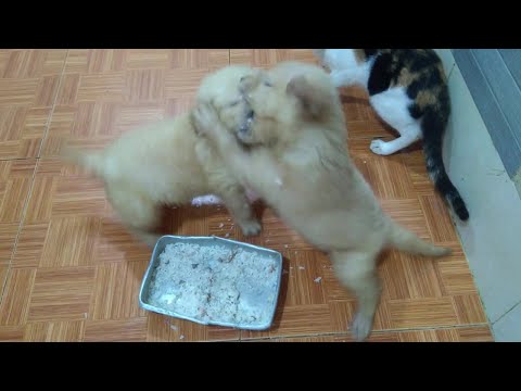Golden Retriever Puppies Fight Over for Foods