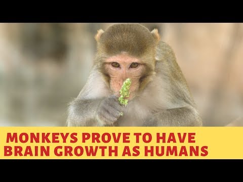 Experiment on monkeys prove to have brain growth as humans