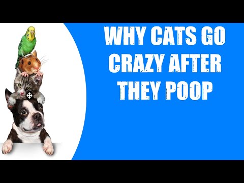 WHY CATS GO CRAZY AFTER THEY POOP