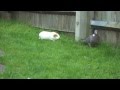 guinea pigs chase pigeon