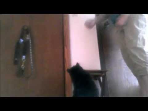 Dealing with a Door Darting Cat: How to teach your cat not to run out the door