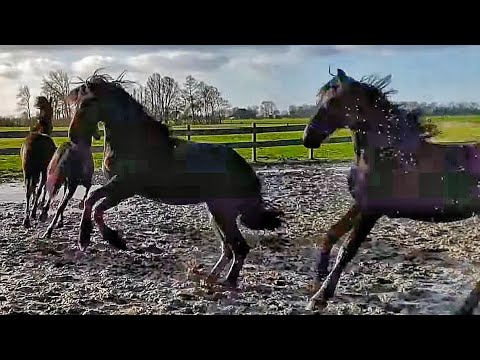 Something is going wrong here! These are not just yearlings... We also see Marije. Friesian horses