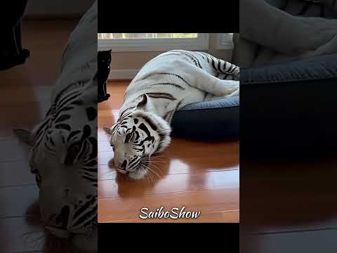 „Luna i jej rodzina: powrót tygrysa do domu” 🐯💛