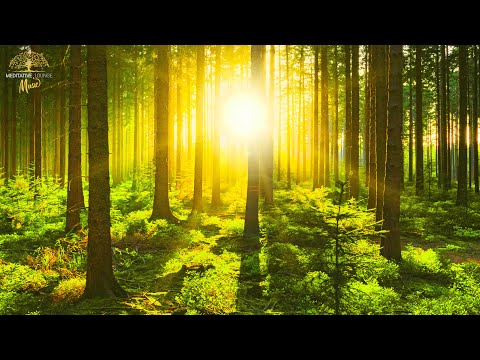 Entspannungsmusik die Dich sofort im Herz berührt -  Klavier, Natur, Waldgeräusche, Vögel