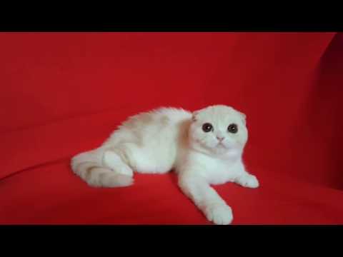 Sharmila Quelle-Belle